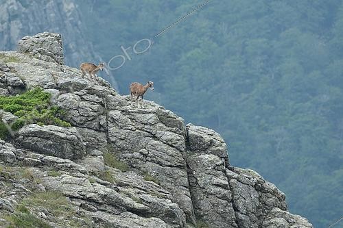 Biosphoto | 2569696 | Mouflon (Ovis gmelinii musimon) female and young of the year on a rocky ridge, Massif du Caroux et de l'Espinouse, Hérault, France | &copy; Thierry Le Quay / Biosphoto