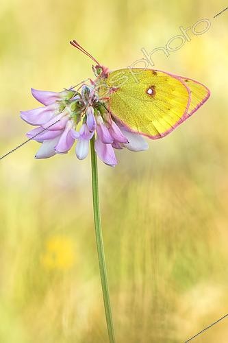 Biosphoto | 2569121 | Mountain Clouded Yellow (Colias phicomone) butterfly on blossom, Valais, Switzerland | &copy; Peter Schwarz / BIA / Biosphoto