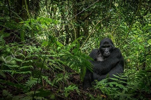 Biosphoto | 2068932 | Mountain gorilla (Gorilla beringei beringei). Bwindi Impenetrable Forest. Uganda | &copy; Roger de La Harpe / Biosphoto