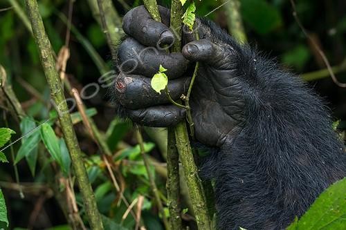 Biosphoto | 2068933 | Mountain gorilla (Gorilla beringei beringei). detail of Hands. Bwindi Impenetrable Forest. Uganda | &copy; Roger de La Harpe / Biosphoto