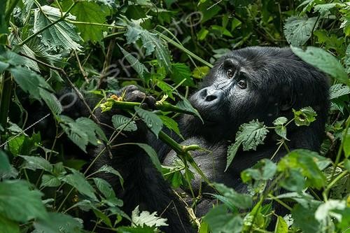 Biosphoto | 2068936 | Mountain gorilla (Gorilla beringei beringei) eating foliage. Bwindi Impenetrable Forest. Uganda | &copy; Roger de La Harpe / Biosphoto