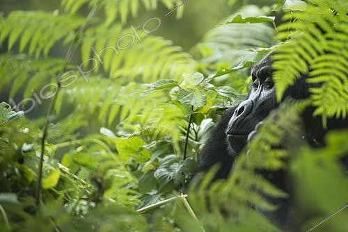 Biosphoto | 2254286 | Mountain Gorilla (Gorilla beringei beringei), male, Bwindi Impenetrable National Park, Uganda, Africa | &copy; Robert Haasmann / imageBROKER / Biosphoto