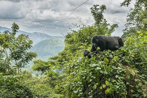 Biosphoto | 2171799 | Mountain Gorilla (Gorilla beringei beringei) in the habitat, Bwindi Impenetrable National Park, Uganda, Africa | &copy; Robert Haasmann / imageBROKER / Biosphoto