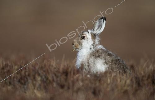 Biosphoto | 2041249 | Mountain Hare feeding in grass at spring - Scotland | &copy; Frédéric Desmette / Biosphoto