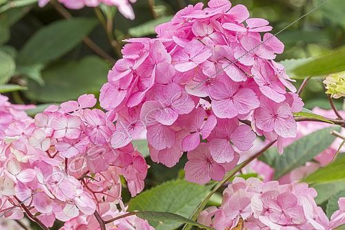 Biosphoto | 2464276 | Mountain Hydrangea (Hydrangea serrata) 'Preziosa' in bloom | &copy; Alain Kubacsi / Biosphoto