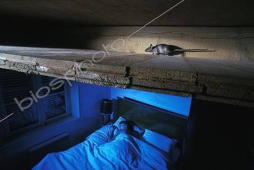 Biosphoto | 499199 | Mouse galloping in the attic and person asleep France | &copy; Cyril Ruoso / Biosphoto