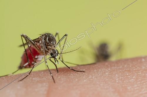 Biosphoto | 1987618 | Moustiques de la fièvre jaune femelle piquant un humain ; Transmet des maladies comme la dengue ou la fièvre jaune | &copy; Roger Eritja / Biosphoto