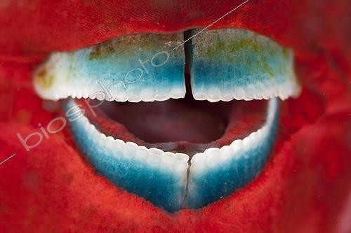 Biosphoto | 1623278 | Mouth of Filament-finned Parrotfish Tahiti Polynesia ; Red dress with a fish in the initial phase  | &copy; Fabien Michenet / Biosphoto