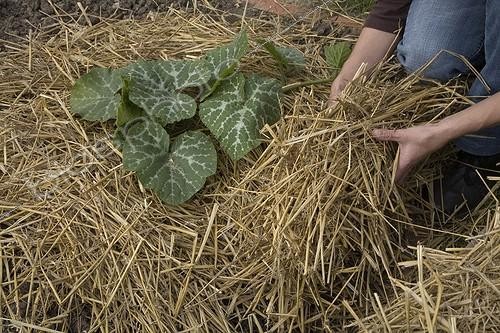 Biosphoto | 503534 | Mulching of a squash seedling in the kitchen garden | &copy; NouN / Biosphoto