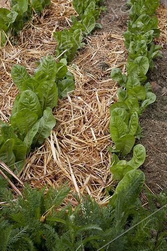 Biosphoto | 1158813 | Mulching of straw on endives in an organic kitchen garden | &copy; NouN / Biosphoto