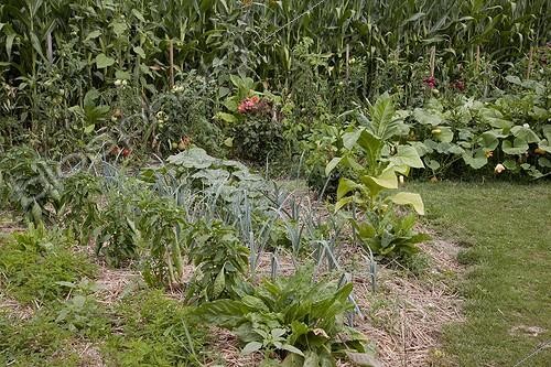 Biosphoto | 1185770 | Mulching on vegetables in a flowered organic kitchen garden | &copy; NouN / Biosphoto