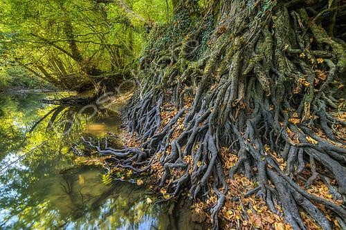 Biosphoto | 2419218 | Mur de racines d'aulnes sur les berges du Seran en automne, avec leurs puissantes racines entrelacées, les aulnes jouent une rôle essentiel dans la protection des berges de rivières contre l'érosion des crues, Réserve Naturelle du Marais de Lavours, Bugey, Ain, France | &copy; Jean-Philippe Delobelle / Biosphoto