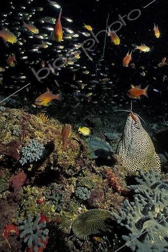 Biosphoto | 96790 | Murène léopard sortant la tête d'un trou Comores | &copy; Alain Mafart-Renodier / Biosphoto