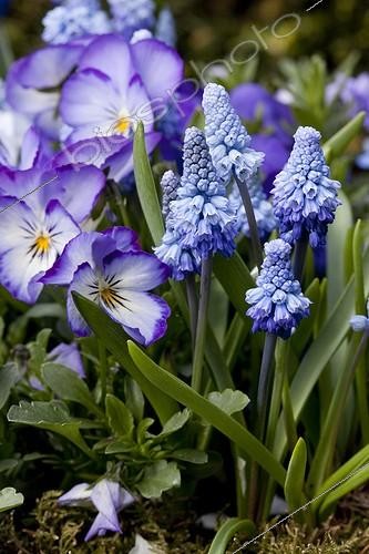 Biosphoto | 964953 | Muscari and pansies in bloom in a pot in a garden | &copy; NouN / Biosphoto