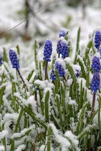 Biosphoto | 294586 | Muscari in flowers under the snow of the April showers France | &copy; Denis Bringard / Biosphoto