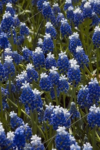 Biosphoto | 1779974 | Muscaris in bloom in a garden | &copy; DIGIT images / Biosphoto