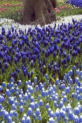 Biosphoto | 1779975 | Muscaris in bloom in a garden | &copy; DIGIT images / Biosphoto