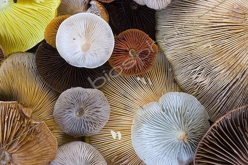Biosphoto | 723131 | Mushroom harvest in autumn Vaala Finland  | &copy; Juan-Carlos Muñoz / Biosphoto