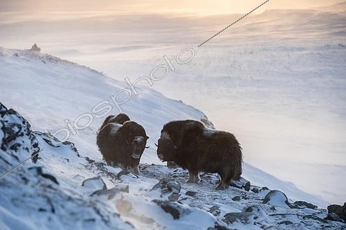 Biosphoto | 2325621 | Musk oxes (Ovibos moschatus), backlit on snowy mountain slope, Dovrefjell Sunndalsfjella National Park, Norway, Europe | &copy; Robert Haasmann / imageBROKER / Biosphoto