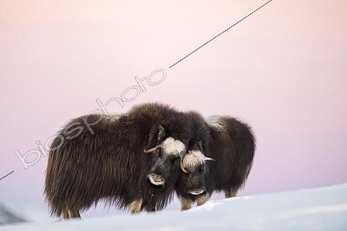 Biosphoto | 2325620 | Musk oxes (Ovibos moschatus), mother with young animal in the evening light, Dovrefjell Sunndalsfjella National Park, Norway, Europe | &copy; Robert Haasmann / imageBROKER / Biosphoto