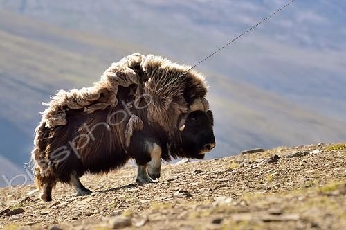 Biosphoto | 2025051 | Muskox walking in the tundra - Greenland | &copy; Pierre Vernay / Polar Lys / Biosphoto
