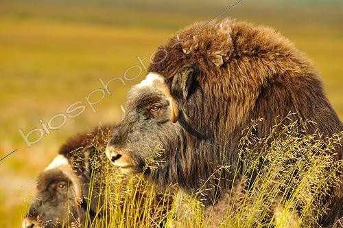 Biosphoto | 684106 | Muskoxen in tundra Alaska USA  | &copy; Fabrice Simon / Biosphoto