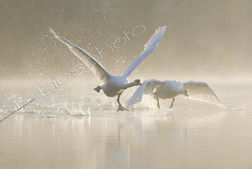 Biosphoto | 2414603 | Mute Swan (Cygnus olor) flying, Saxony, Germany | &copy; Thomas Harbig / BIA / Biosphoto