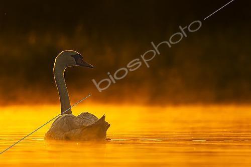 Biosphoto | 2609039 | Mute swan (Cygnus olor) on the water at dusk, Sologne pond, Loir-et-Cher, Centre-Val de Loire, France | &copy; Guy Van Langenhove / Biosphoto