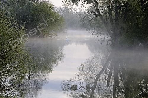 Biosphoto | 1368037 | Mute swans in the fog on Allan river Brognard Doubs France | &copy; Dominique Delfino / Biosphoto
