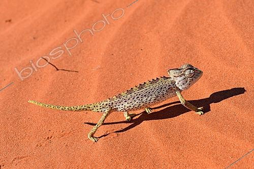 Biosphoto | 2622881 | Namaqua chameleon (Chamaeleo namaquensis) on sand, Namibia. | &copy; Michel Bureau / Biosphoto
