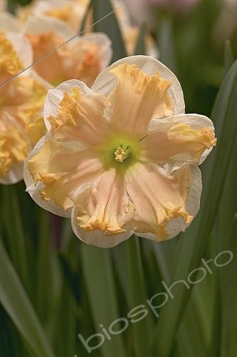 Biosphoto | 2573300 | Narcissus 381 | &copy; VisionsPictures & Photography / Visions Pictures / Biosphoto