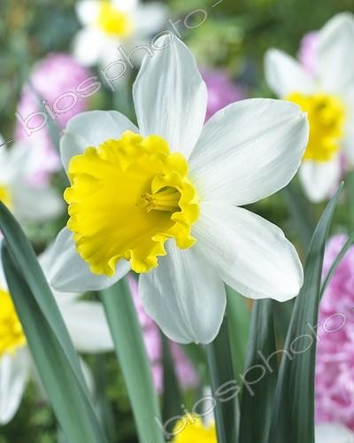 Biosphoto | 411863 | Narcissus 'Wisley' | &copy; Visions Pictures / Biosphoto