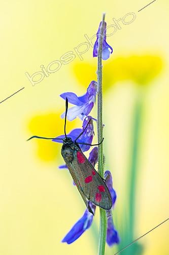 Biosphoto | 2621186 | Narrow-bordered five-spot burnet (Zygaena lonicera) on flower, protected limestone coast, Lorry-Mardigny, Lorraine, France. | &copy; Stéphane Vitzthum / Biosphoto