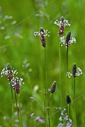 Biosphoto | 1514646 | Narrowleaf plantain in bloom | &copy; Antoni Agelet / Biosphoto