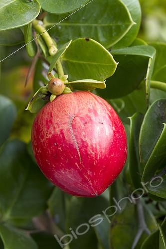 Biosphoto | 2126811 | Natal plum (Carissa macrocarpa) fruit | &copy; Frédéric Tournay / Biosphoto