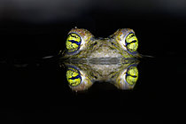 Biosphoto | 2627051 | Natterjack toad (Epidalea calamita), Pyrénées orientales, France | &copy; Régis Cavignaux / Biosphoto