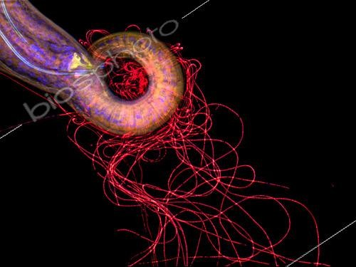 Biosphoto | 2620057 | Nematode (Metoncholaimus albidus). The nematodes of the Oncholoaimidae family adapt to extreme environments by associating with colonies of bacteria that feed on sulphur. These form long filaments around the worms. | &copy; Gilles Martin / IFREMER / Biosphoto