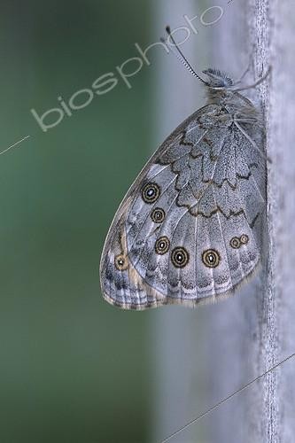 Biosphoto | 39694 | Némusien posé sur un piquet France | &copy; Florent Cardinaux  / Biosphoto