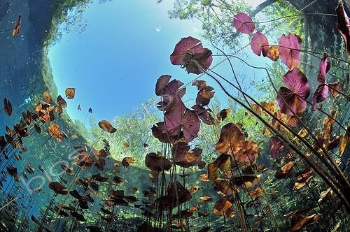 Biosphoto | 1882846 | Nénuphars dans un cénote Péninsule du Yucatan Mexique | &copy; Bruno Guénard / Biosphoto