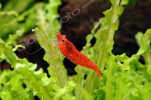 Biosphoto | 2485147 | Neocaridina heteropoda 'Sakura' in freshwater aquarium | &copy; Aqua Press / Biosphoto