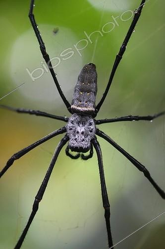 Biosphoto | 918034 | Nephila on his canvas in Bali Indonesia | &copy; André Pascal / Biosphoto