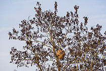 Biosphoto | 2621150 | Nest of the Asian predatory hornet (Vespa velutina) in a tree along the banks of the Meurthe River, Lorraine, France. | &copy; Stéphane Vitzthum / Biosphoto