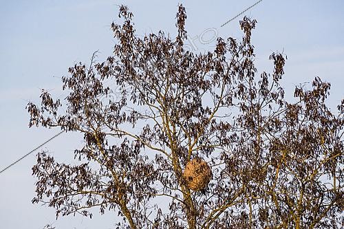 Biosphoto | 2621150 | Nest of the Asian predatory hornet (Vespa velutina) in a tree along the banks of the Meurthe River, Lorraine, France. | &copy; Stéphane Vitzthum / Biosphoto