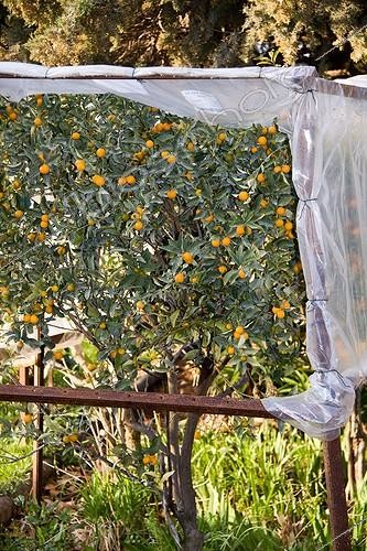 Biosphoto | 1499957 | Net over a kumquat tree in fruit in a garden | &copy; Lamontagne / Biosphoto