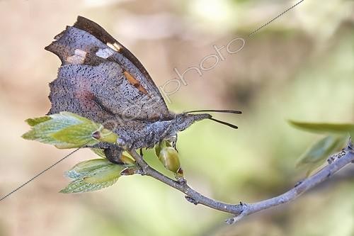 Biosphoto | 1921334 | Nettle-tree Butterfly - Serra da Enciña da Lastra  Spain | &copy; Siro Moya / Biosphoto
