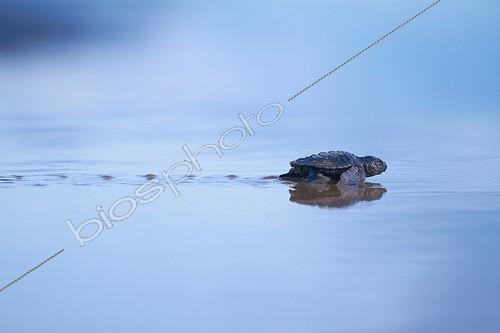 Biosphoto | 2017114 | Newborn olive ridley sea joining - French Guyana  | &copy; Quentin Martinez / Biosphoto