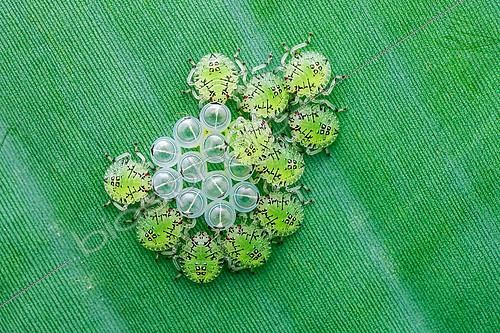Biosphoto | 2392608 | Newly hatched Pentatomid bug nymphs (Pentatomidae) with empty egg shells. | &copy; Husni Che Ngah / Biosphoto