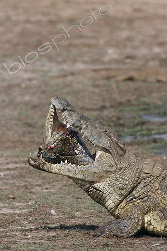 Biosphoto | 1621411 | Nile crocodile swallowing the jaw of a fellow Kruger NP | &copy; Brigitte Marcon / Biosphoto