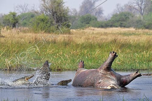 Biosphoto | 2623049 | Nile crocodiles (Crocodylus niloticus) and a hippopotamus carcass (Hippopotamus amphibius) in the water, Botswana. | &copy; Michel Bureau / Biosphoto