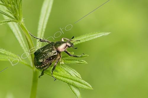 Biosphoto | 2065495 | Noble chafer (Gnorimus nobilis). Allindelille Fredskov, Denmark in June | &copy; Steen Drozd Lund / Biosphoto